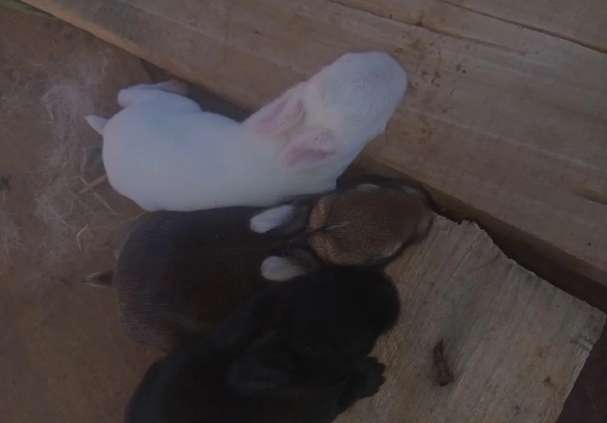 Kalahari Rabbitry and Livestock