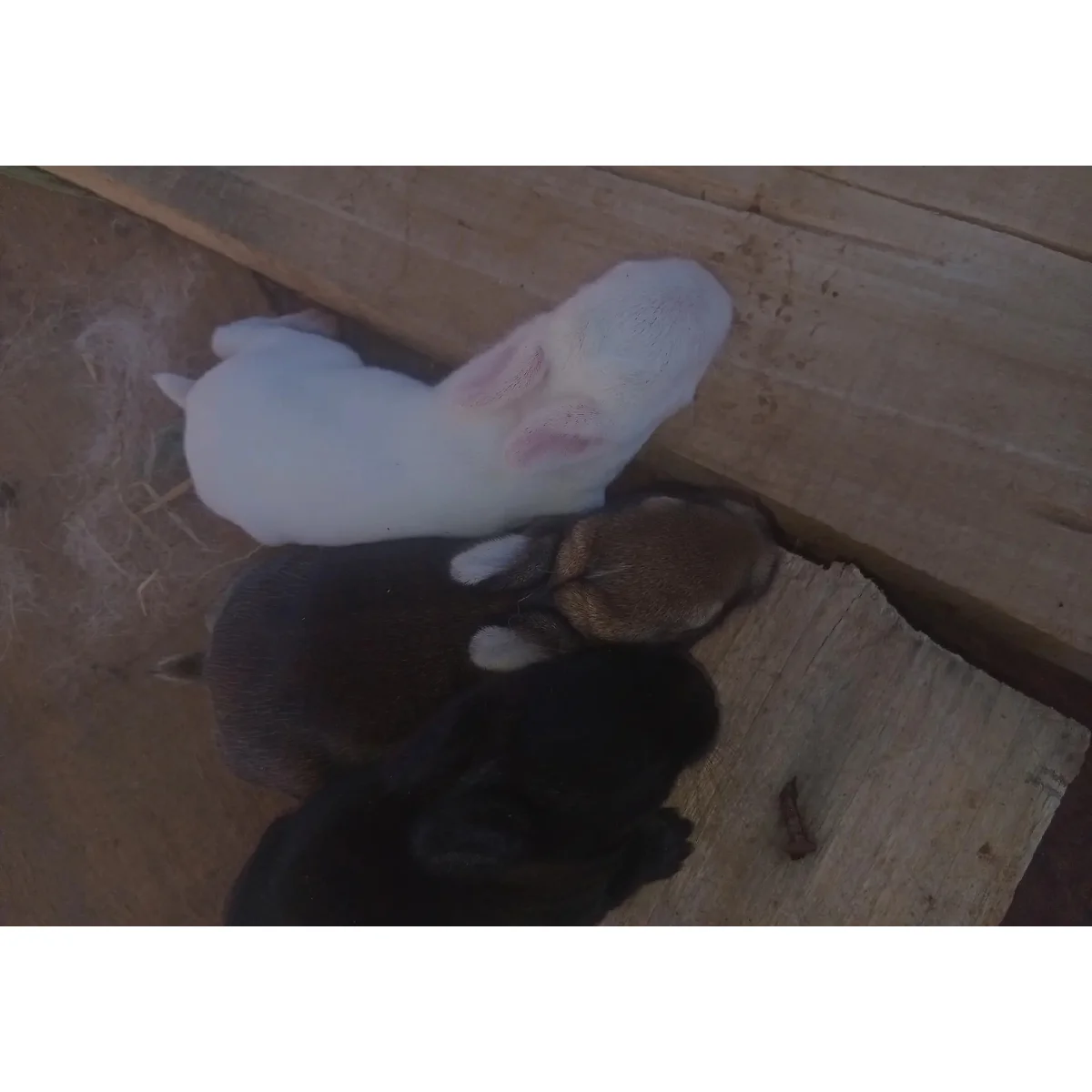Mixed Breed Rabbit Kit